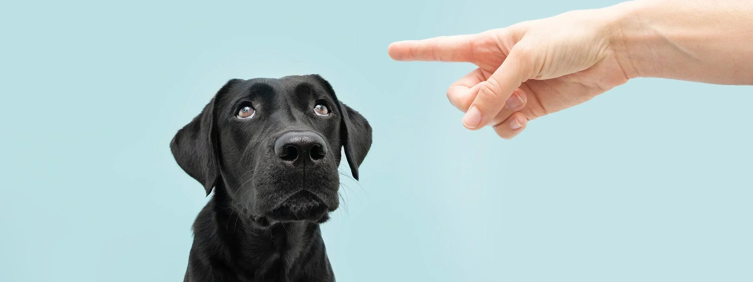 Dog Ate a Nicotine Pouch? What to Do Next