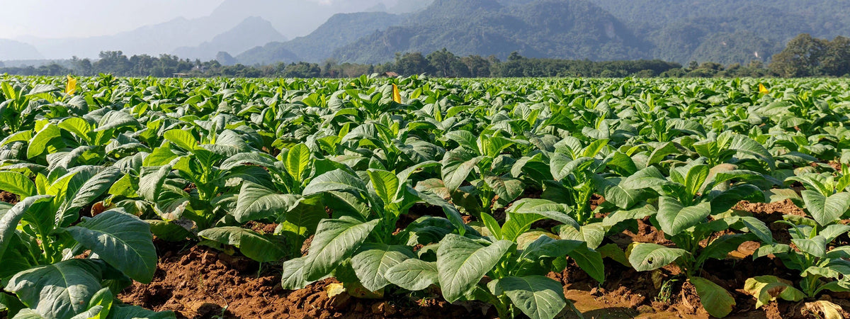 Are Tobacco and Nicotine the Same Thing?