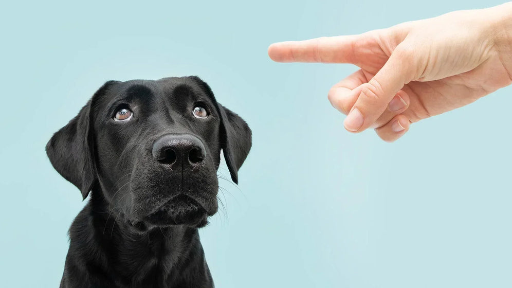 Dog Ate a Nicotine Pouch? What to Do Next