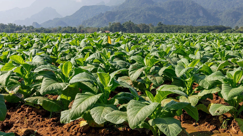 Are Tobacco and Nicotine the Same Thing? Understanding the Difference